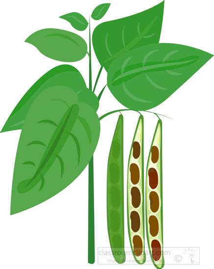 Green Bean Plant Clip Art