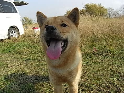 セタ･カムイ（アイヌ犬） ユーホタイゼン～バックパッキング的なアウトドアの楽しみ～ 楽天ブログ
