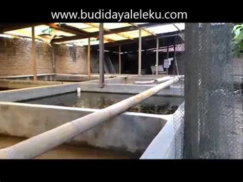 Cara ternak atau budidaya belut dengan media drum untuk pemula sebetulnya sangatlah mudah, yang perlu diperhatikan adalah; Ternak Lele di Ember Tebar Bibit 500 Ekor | Budidaya Ikan Lele