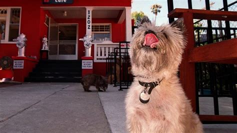 To apply, you will need to: Salt Lake County gives 22 restaurants dog-patio licenses ...