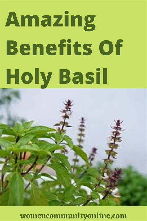 14 Amazing Benefits Of Holy Basil You Must Know Women Community
