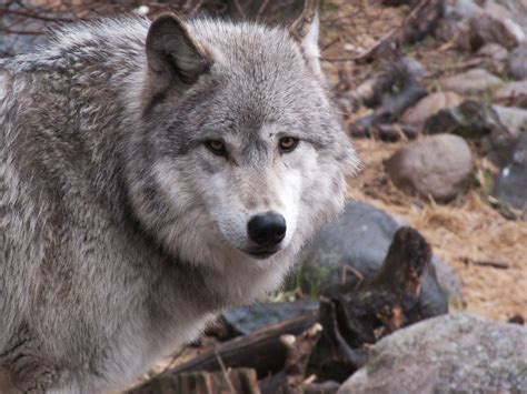 The gray german shepherd is often confused with a silver, black, or even blue gsd. SAVE THE WOLVES | Wolf dog, Grey wolf, German shepherd dogs