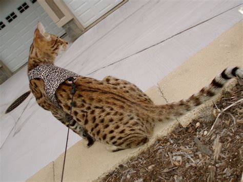 The individual hairs are one colour with no agouti banding on the hairs. Savannah Cat Color Patterns - Select Exotics