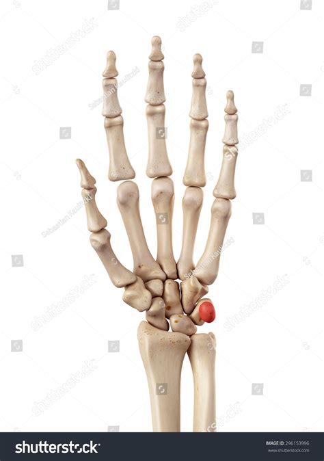 Medical Accurate Illustration Pisiform Bone Stock Illustration