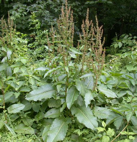 There are three subscriptions you can choose through urbanstems, with each delivering beautiful. Rumex obtusifolius | UMass Amherst Landscape, Nursery ...