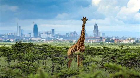 Nairobi Nationalpark Elefantenwaisenhaus Und Giraffenzentrum