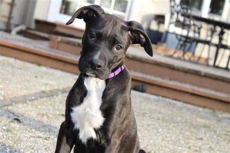 Each terrier breed is different. Morrissey the Great Dane, Labrador, Terrier Mix