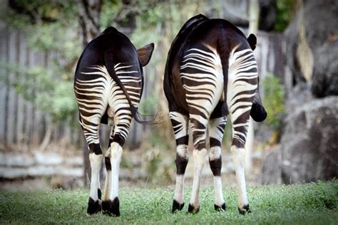 Okapi in the okapi wildlife reserve, ituri forest, dr congo. Okapi - Zeg Dieren