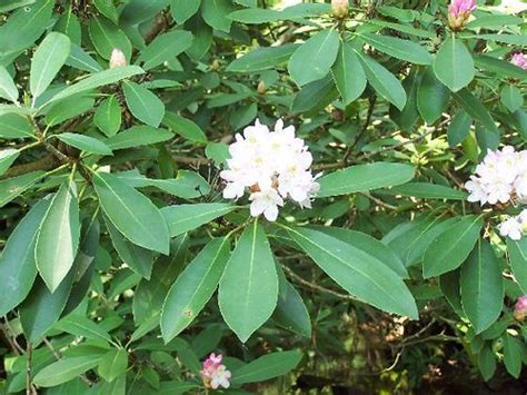 The flowering dogwood, known to most people simply as the dogwood. West Virginia State Flower, Rhododendron | Flickr - Photo ...