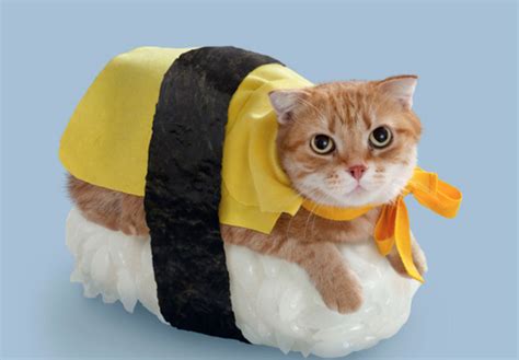 35 Cute Cats In Costumes Mythirtyspot