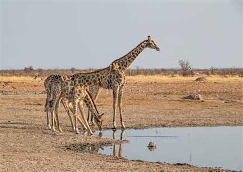 Giraffe Drinking Stock Image Image Of Giraffe Ears 110047627