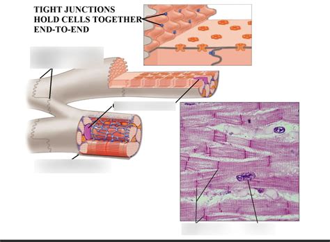 Cardiac Muscle Tissue Diagram Diagram Quizlet