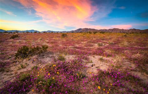 Anza Borregeo Desert Wildflowers Superbloom San Diego God Flickr