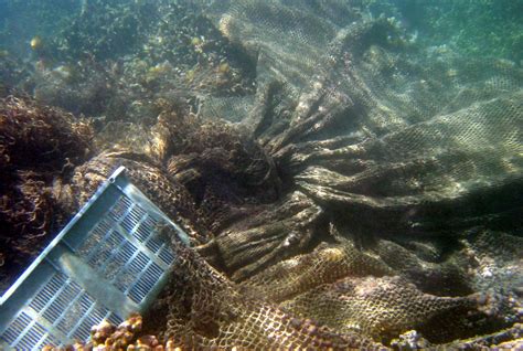 How Reducing Litter Can Help Save Coral Reefs Orandrs Marine Debris