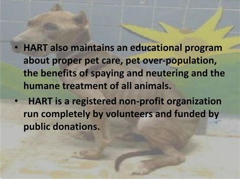 Ppt Hart Animal Rescue Powerpoint Presentation Free Download Id