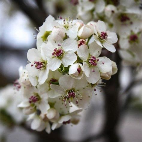 Online shopping from a great selection at movies & tv store. Pin on Pear Trees