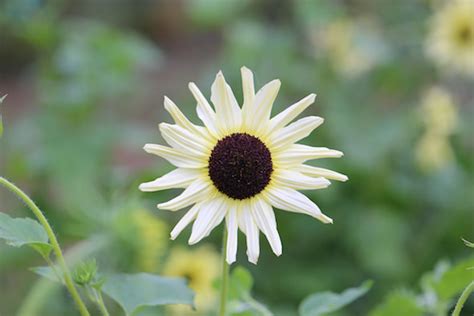 Sunflower Helianthus Annuus Valentine Seed2blooms