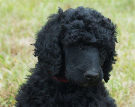 Black standard poodle.she is very freindly. Black Standard Poodle Puppies For Sale In Florida - Pets Ideas