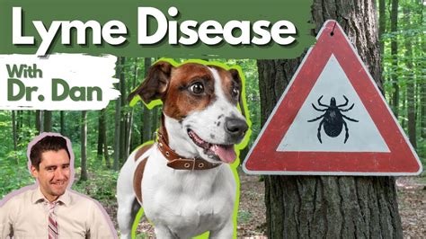 Lyme Disease In The Dog Dr Dan Explains Lyme Disease Youtube