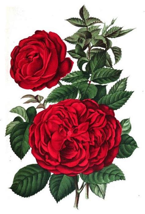 449 Best Images About Vintage Rose Prints On Pinterest Decoupage