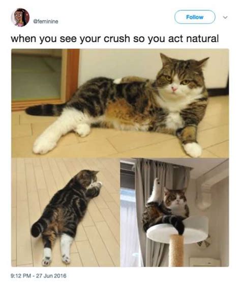 27 Funny Cat And Dog Memes That Are Just Purrfection