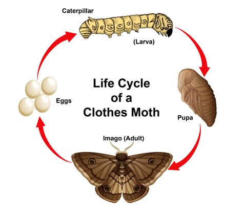 The Four Life Stages Of A Moth Adopt And Shop