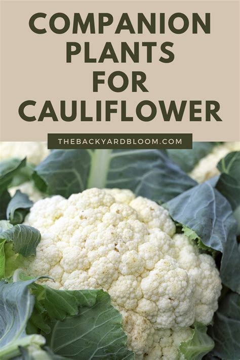 Companion Plants For Cauliflower Gluten Free Pizza Crust Recipe
