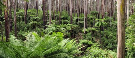 Yarra Ranges National Park Shutterstock In 2021 Australian Trees