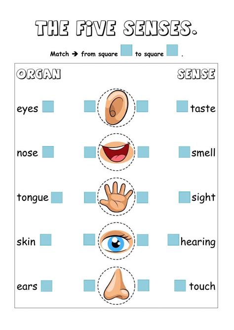 Ejercicio De The Five Senses Five Senses Worksheet Worksheets Senses