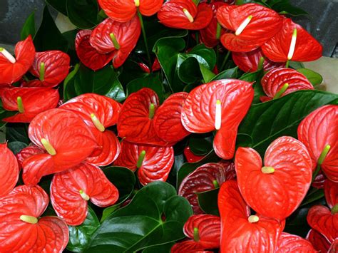 How To Grow Anthurium Plants Growing Anthuriums In Pots Flamingo