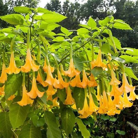 Brugmansia Yellow Angels Trumpet Tree Buy Plants Online Pakistan