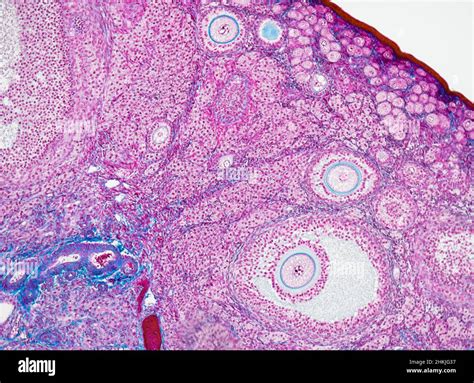 Ovarian Follicles Light Micrograph Stock Photo Alamy