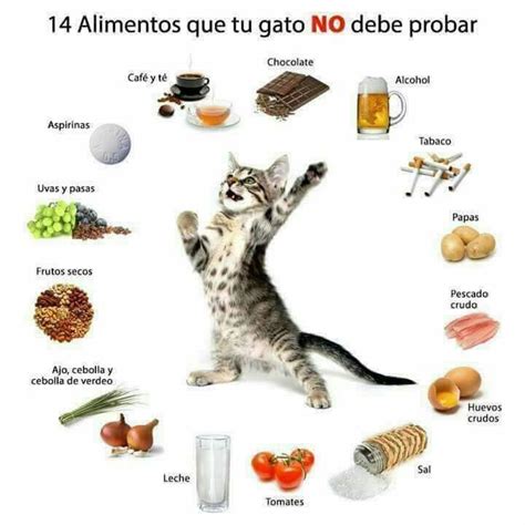 Alimentos que no debe comer tu gato Gatos de estimação Dicas de