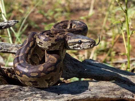 Southern African Python Python Natalensis From Limpopo South Africa
