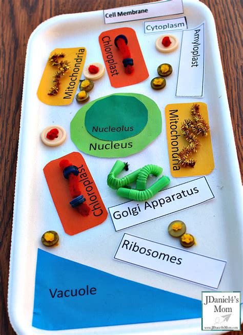 Maybe you would like to learn more about one of these? Plant Cell Model Activity for Kids with Printables to Use