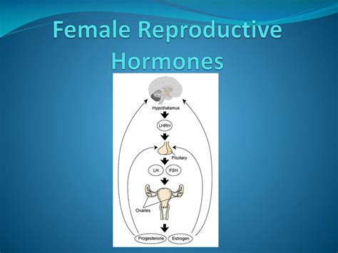Ppt Female Reproductive Hormones Powerpoint Presentation Free Download Id 6917183