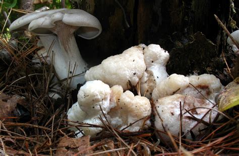 Aborted Entoloma (Entoloma abortvitum) - Mushroom-Collecting.com