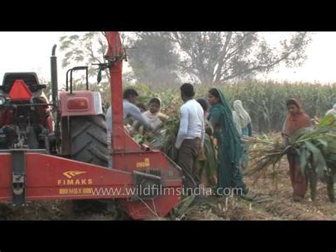 Non voice process vs voice process. Maize Silage Harvesting