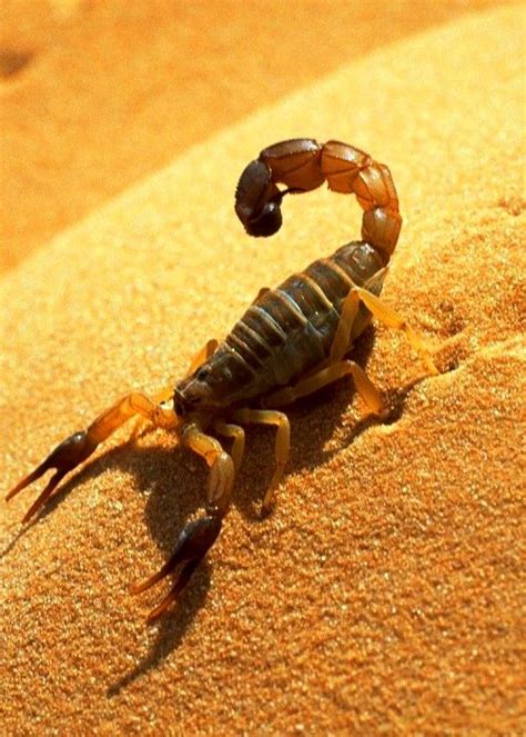 Algeria, deserts, sahara, scorpions, 1920x1080, 192807. The Desert Biome | Scorpion, Animals, Beautiful bugs