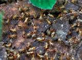 Pictures of Facts About Termites