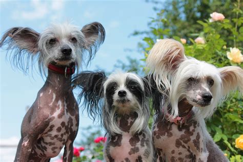 The 10 Ugliest Dog Breeds Are Still Pretty Cute Dog Food Care