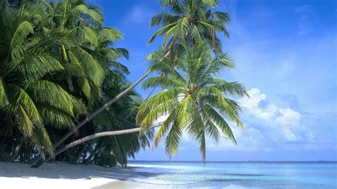 Beach Palm Tree Wide Wallpapers Car Pictures Trees Beach