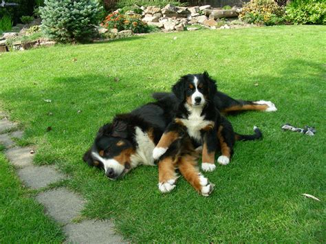 Bernese Mountain Dog Puppy With His Mother Wallpapers And