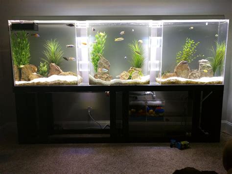 My 10 Foot Long Tube Connected Tank 250 Gallons Raquariums