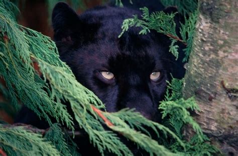 Everybody knows what a cat is. Young film-makers set out to solve the mystery of Big Cats ...