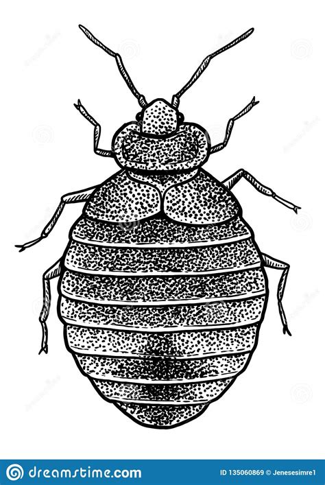 Bedbug Cimex Lecturalius Illustration Drawing Engraving Ink Line