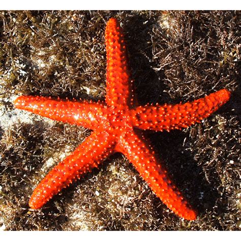 Игольчатые морские звёзды Spinulosida Lifecatalog