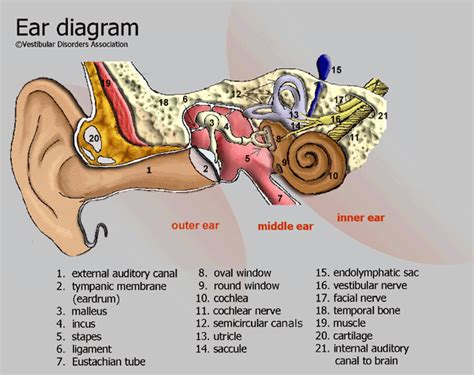 Inner Ear Diagram Blank