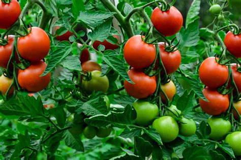 Everything You Need To Know About Growing Tomatoes