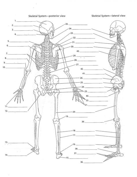 Skeletal System Label Worksheets